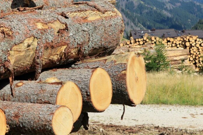 Tumpukan batang pinus yang baru dipotong di hutan